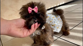 How to play with Shih Tzu Puppy by Shih Tzus are the Best 3,344 views 5 months ago 2 minutes, 4 seconds