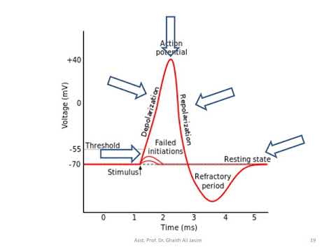 The Nervous System Physiology video 2020 03