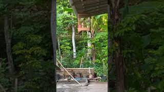 Download Lagu kicau burung tilang emas asli alasan liar bisa buat pancingan bunyi MP3