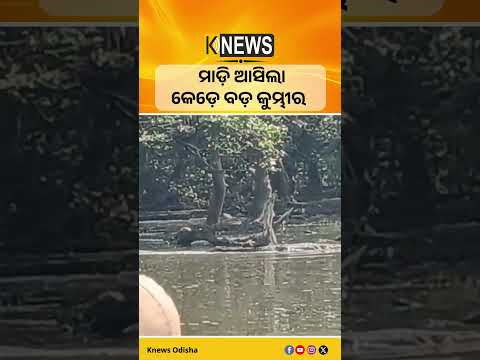 ମାଡ଼ି ଆସିଲା କେଡ଼େ ବଡ଼ କୁମ୍ଭୀର #knewsodisha