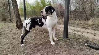 Dog Breed ➡️ GREAT DANE  Bigdope kennel Hungary 🥰❤️ 17 months old Country 🇭🇺.#hungary by Dogs In The World 394 views 2 years ago 14 seconds