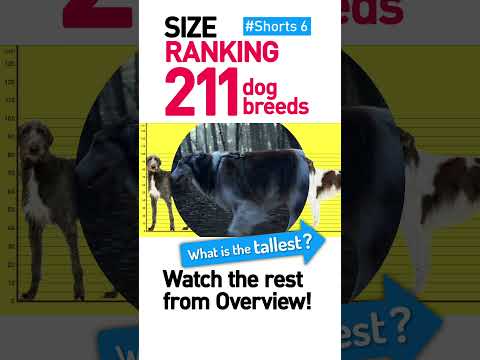 Comparison: 211 Dog Breeds Height #Shorts 6