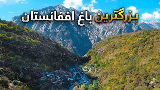 قریه به قریه - دیدار از عجیب ترین و بزرگترین باغ افغانستان در ولایت زیبای نورستان