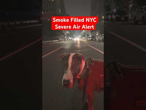 Video: Které záchranné psy přebírají ulice NYC a party s Jamesem Francem