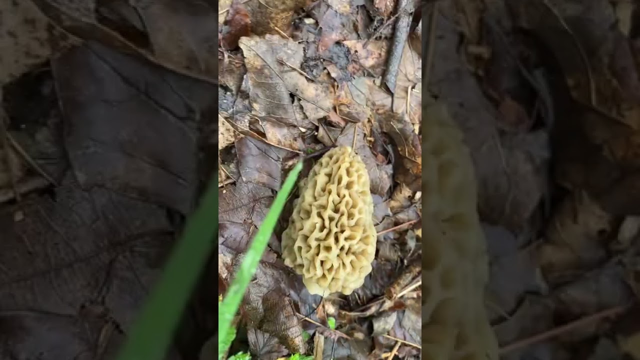 Are these Morel mushrooms- and can I eat them? 