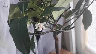 Citrus Kumquat Fortunella Margaritanagami Кумкват Начало Роспуска