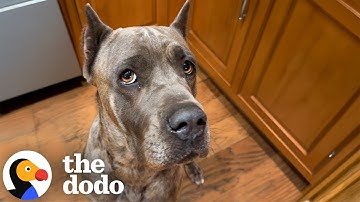 Terrified Shelter Dog Saved By Her Guardian Angel | The Dodo