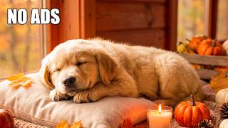 3 Hours of Dog Sleep Music 🐶 Relaxing Music for Dogs to Reduce Anxiety & Stress  No Ads screenshot 4