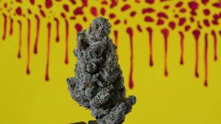 Small Batch Cannabis Time Traveler Kush weed strain