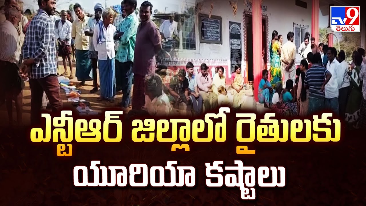 Urea Crisis in NTR District : ఎన్టీఆర్ జిల్లాలో రైతులకు యూరియా కష్టాలు - TV9