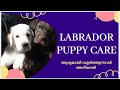 Labrador puppy malayalam | Labrador Puppy Care | Dog Malayalam