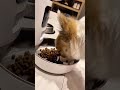 Automatico di Cibo per Cani e Gatti #dispensercibo #alimentatoreautomatico #caneegatto #casapet #pet