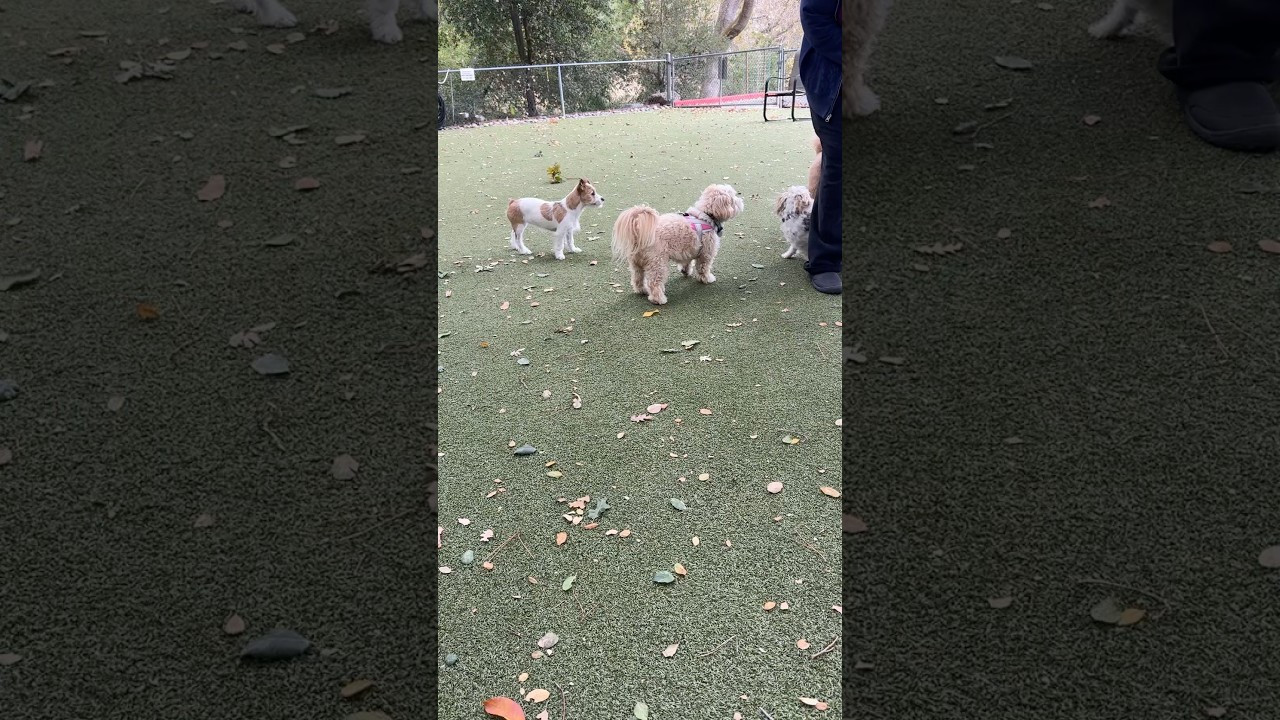Dog park shenanigans 