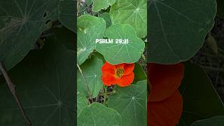 Psalm 29:11