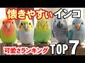 おしゃべり上手で可愛すぎる鳥さん7選!その理由が凄かった