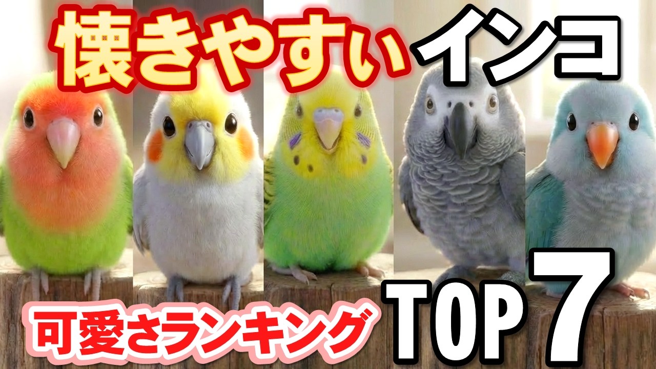 7 Adorable Birds That Are Great at Talking! The Reasons Why They