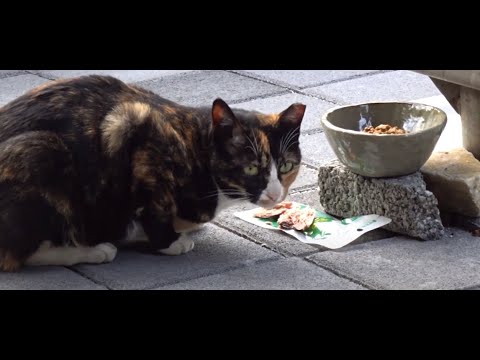 운동하는 공원에서 맛있게 밥먹는 귀여운 고양이.A cute <strong>cat</strong> that eats deliciously at a <strong>park</strong> where people work out...Jeonju