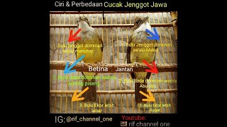 Perbedaan Cucak jenggot Jawa Jantan dan Betina