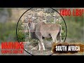 Hunting eland with a 45 cal air rifle