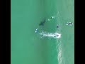 Great White Shark with surfers & kayaker
