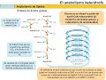 Anabolismo de lípidos y de aminoácidos V65