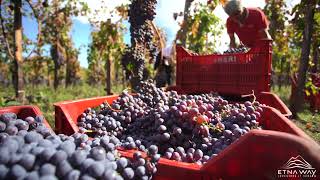 Etna Wine Tour Excursion