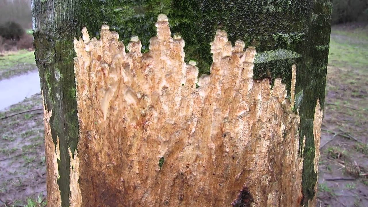 Bark being Stripped from Trees YouTube