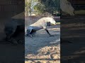Pony down!!! Shaking it off!! #thoroughbred #showjumping #trailriding