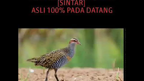 Suara Pikat Burung Ayam Ayaman [SINTAR] ASLI 100% PADA DATANG