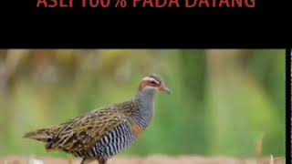 Suara Pikat Burung Ayam Ayaman [SINTAR] ASLI 100% PADA DATANG