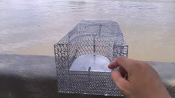 Bẫy chuột tự động , thông minh khắc tinh loài chuột. Loại lớn 2 cửa vào