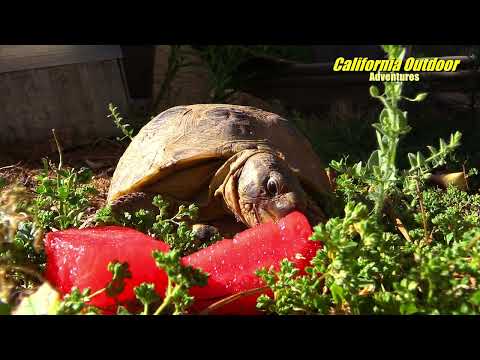 Turtle's Love Watermelon