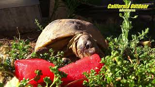 Turtle's Love Watermelon