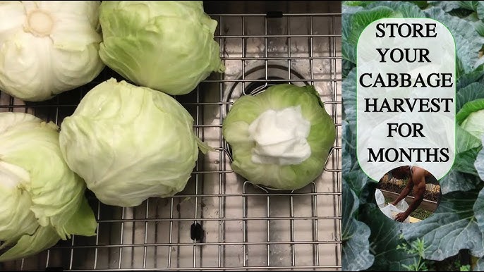 How to Freeze Cabbage - It's a Veg World After All®