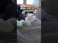 Darum liegen Katzen am Fußende! 😱🤣 #katzenliebhaber #katzenfakten #katzen #katzenvideo