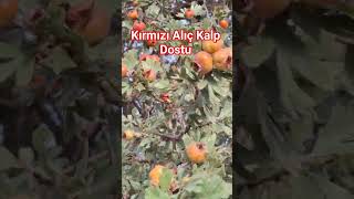 Kırmızı Alıç Faydaları