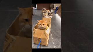 Kucing lucu naik kereta kardus#cat #kucing #kucinglucu #kucingimut