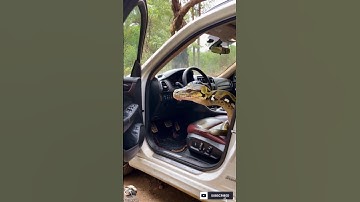 A python hides in a car after hearing a barking dog