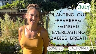 Planting out Summer Soil Blocks; Winged Everlasting, Feverfew, Babies Breath #zone9b #gardening