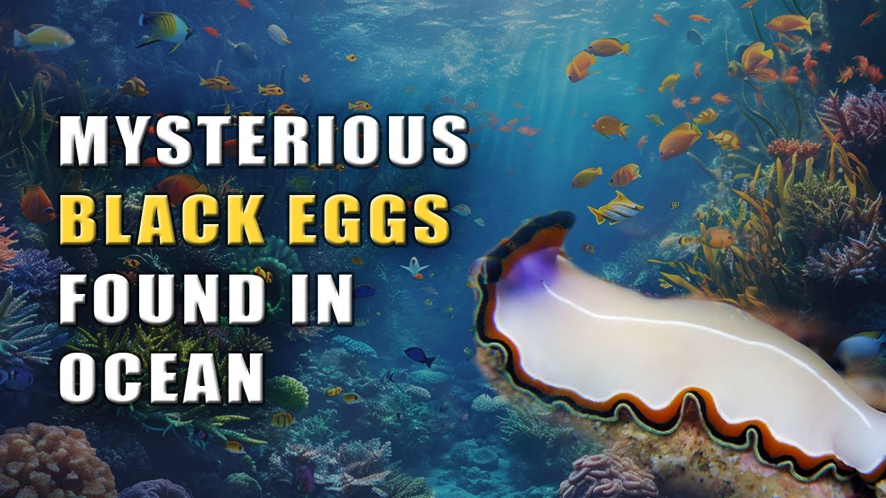 Strange Oozing Black Eggs Found Under Ocean 
