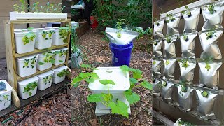 The Future of Farming, Growing With No Soil, Cheap & Easy Hydroponics