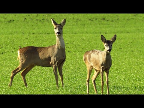 Video: Ce înseamnă când o căprioară behăie?