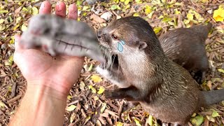 BABY OTTER TRAGEDY !  WHAT HAPPENED ?!