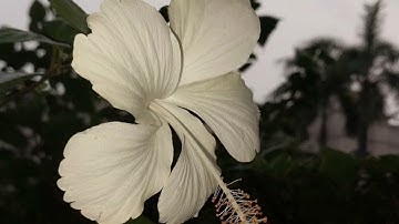 تلاوة - ما تيسر من سورة : البقرة - بصوت القارئ : محمد أحمد الأمين