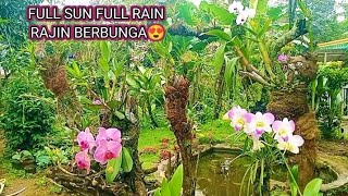 YUK INTIP‼️🏡ANGGREK BULAN& DENDROBIUM FULL SUN FULL RAIN MEKAR DI MUSIM HUJAN@Berlianflorist_354 