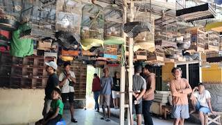 STOK TERBARU BURUNG CENDET GONDRONG - KACER DAPUT - KAPAS TEMBAK - ANIS KEMBANG - DLL