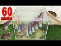 60 minutes mouse trap/ Rat trap 🐀🐀 how to make mousetrap 🐭🐭 mousetrap with scrap | Black Mouse