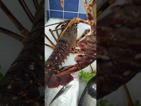 Ιχθυοπωλείο Ψιψίκα -