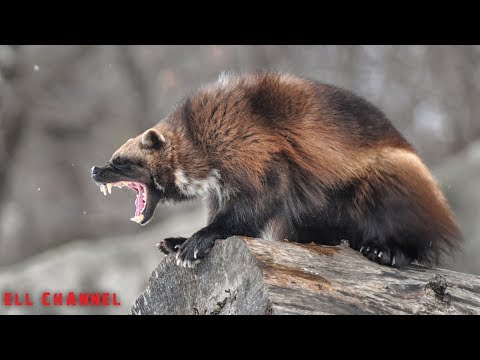 10 მტაცებელი ცხოველი მსოფლიოში