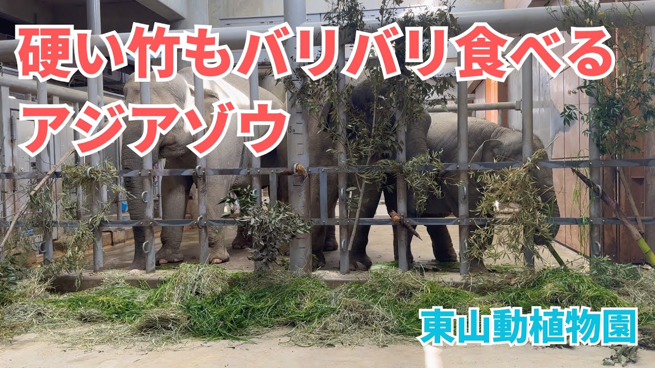 【東山動植物園】硬そうな竹もバリバリ！アジアゾウの食事風景